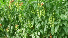 中農(nóng)共信有機(jī)瓜菜工廠 綠色健康的美味源泉